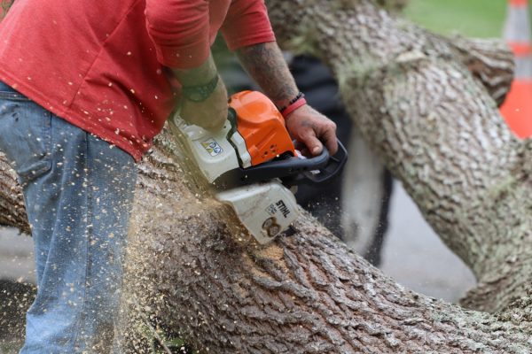 Various Uses of Hiring Tree Expert Services Today – A Detailed Write-Up You Should Read