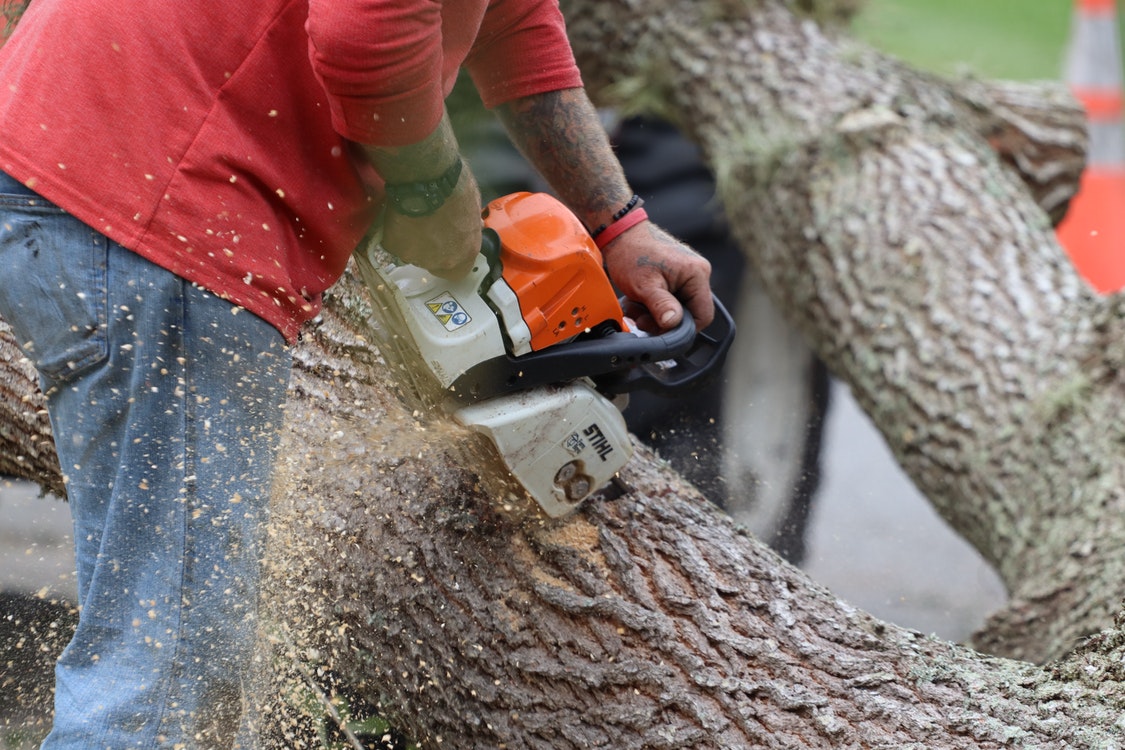 Various Uses of Hiring Tree Expert Services Today – A Detailed Write-Up You Should Read