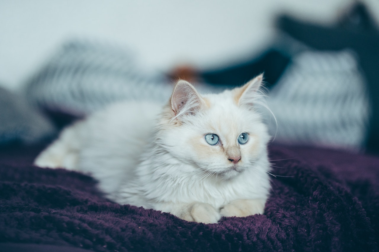Adorable purebred cat lying on cozy bed